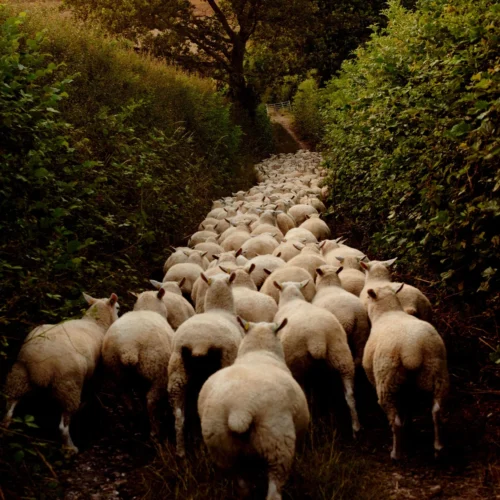 Issue 124 Rural 19 Issue 124 Rural -Magazine World 190724.LAM .Farm 418