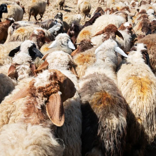 Issue 108 Farm 31 Issue 108 Farm -Magazine World 5 bedab24c 626f 4b5e 9357 baeab336783d