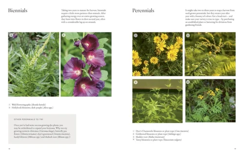 "PRE-ORDER" From Plant To Pigment, Natalie Stopka -Magazine World 81vZ3jvcX9L. SL1500