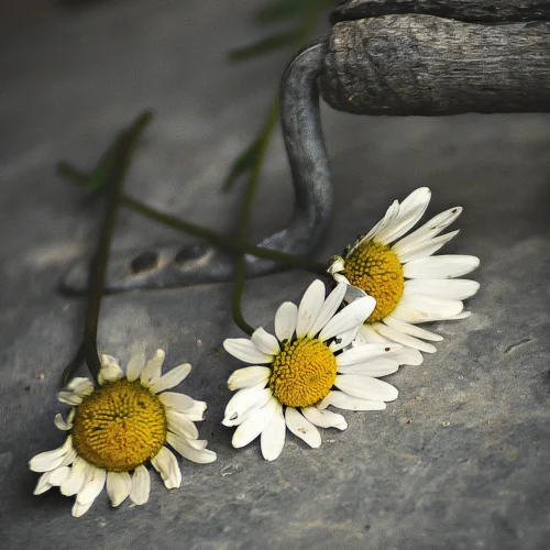 Issue 124 Rural 22 Issue 124 Rural -Magazine World DSC7226 3