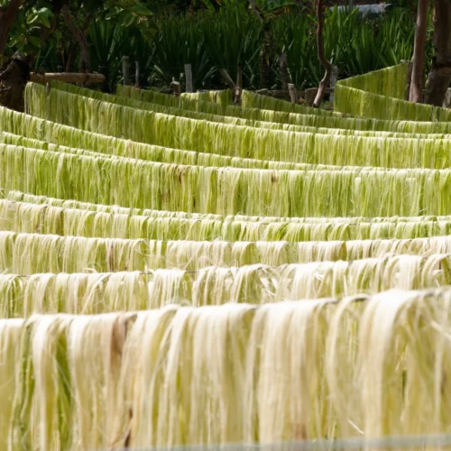 Issue 124 Rural 27 Issue 124 Rural -Magazine World RosanaEscobar UnravelingtheCoffeeBag 11 scaled