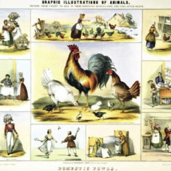 Issue 38 Zoological -Magazine World Zoological 4